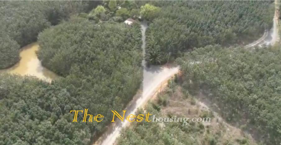 52Ha Đất Tân Phú, Đồng Nai trồng cây cao su đang khai thác lấy mủ. 220ti