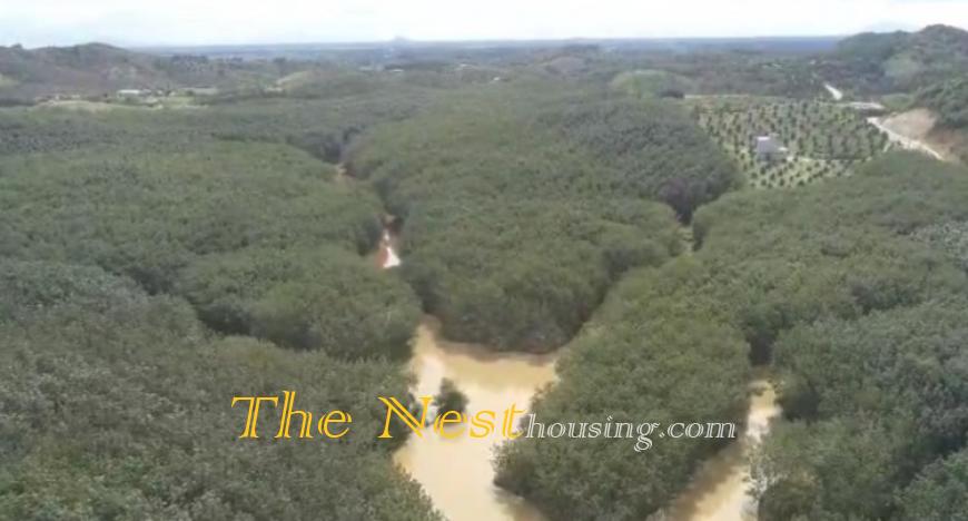 52Ha Đất Tân Phú, Đồng Nai trồng cây cao su đang khai thác lấy mủ. 220ti