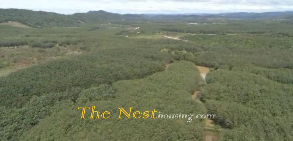 52Ha Đất Tân Phú, Đồng Nai trồng cây cao su đang khai thác lấy mủ. 220ti