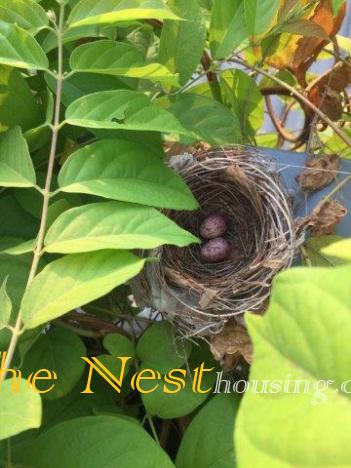 Bird eggs