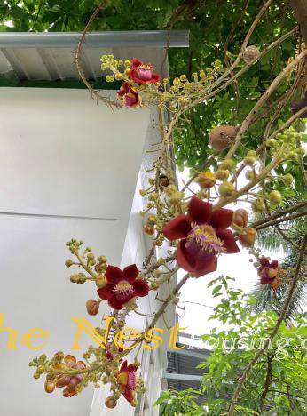 house for rent thao dien district 2 11 1